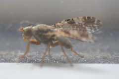 Tephritis vespertina