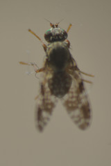 Tephritis vespertina