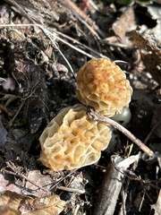 Morchella diminutiva