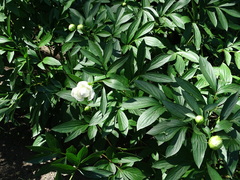 Paeonia suffruticosa