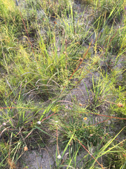 Dalea tenuis