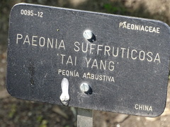 Paeonia suffruticosa