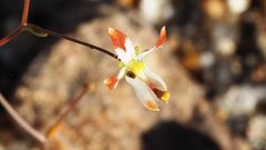 Nemacladus rubescens