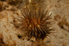 Parabunodactis imperfecta