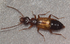Anthophagus bicornis