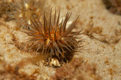 Parabunodactis imperfecta