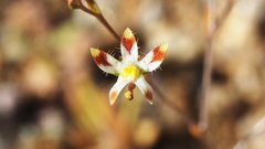 Nemacladus rubescens