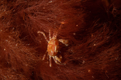 Halicarcinus planatus