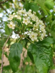 Torminalis glaberrima