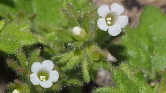 Phacelia rotundifolia