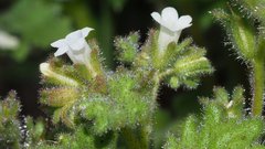 Phacelia rotundifolia