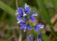 Polygala calcarea