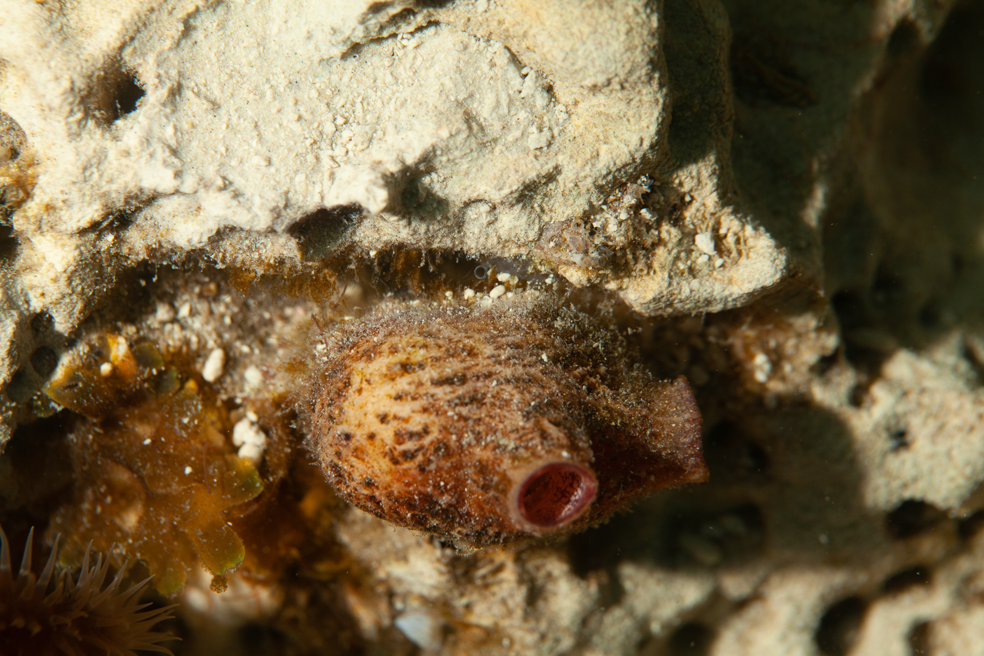 Asterocarpa humilis (Heller, 1878)