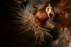 Parabunodactis imperfecta