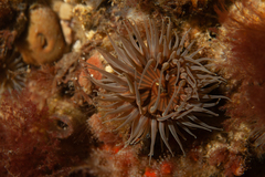 Parabunodactis imperfecta