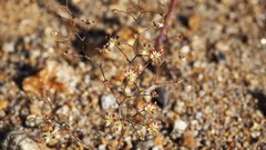 Nemacladus rubescens