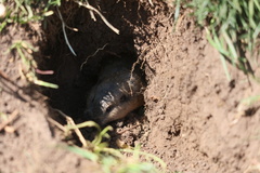 Thomomys talpoides