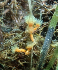 Aplidium turbinatum