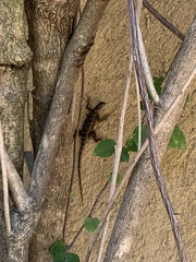 Sceloporus siniferus