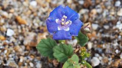 Phacelia campanularia campanularia