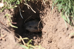 Thomomys talpoides