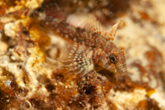 Helcogrammoides cunninghami