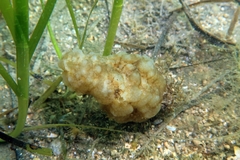 Phallusia mammillata