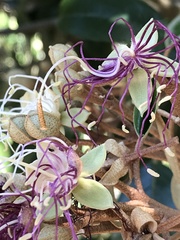 Quadrella jamaicensis