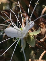 Quadrella jamaicensis