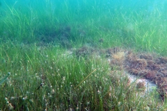Zostera noltei