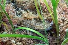 Gobius ophiocephalus