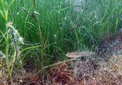 Gobius ophiocephalus
