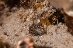 Cyrtopleura lanceolata