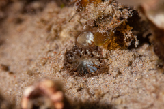 Cyrtopleura lanceolata