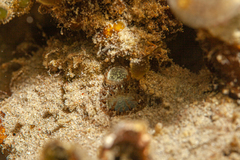 Cyrtopleura lanceolata