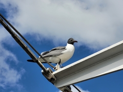 Leucophaeus atricilla