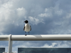 Leucophaeus atricilla