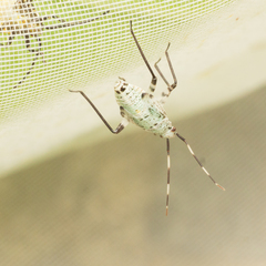 Philostephanus rubripes