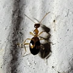 Acanthinus scitulus