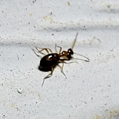 Acanthinus scitulus