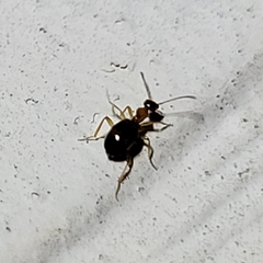 Acanthinus scitulus