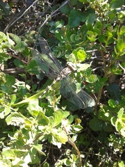 Cordulegaster dorsalis