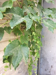 Parthenocissus tricuspidata