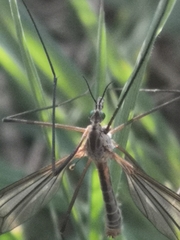 Tipula vernalis