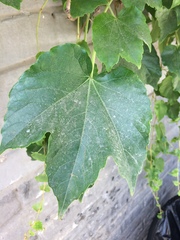 Parthenocissus tricuspidata