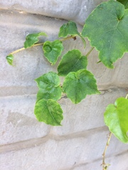 Parthenocissus tricuspidata
