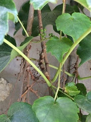Parthenocissus tricuspidata