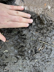 Procyon lotor vancouverensis