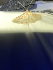 Paratalanta pandalis