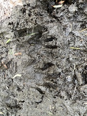 Procyon lotor vancouverensis